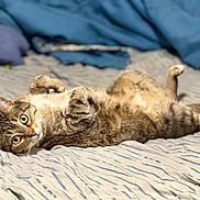 Ruby is registered to the contest to win money with this photo: animal, bed, blanket, cat, cozy, cute, domestic, eyes, feline, fur, indoor, lying_down, paws, pet, relaxed, sleepy, soft, striped, tabby, whiskers