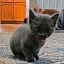kitten, gray, cat, indoor, carpet, furry, cute, small, pet, animal, tongue, floor, cabinet, door, home, feline, young, sitting, fuzzy, closeup