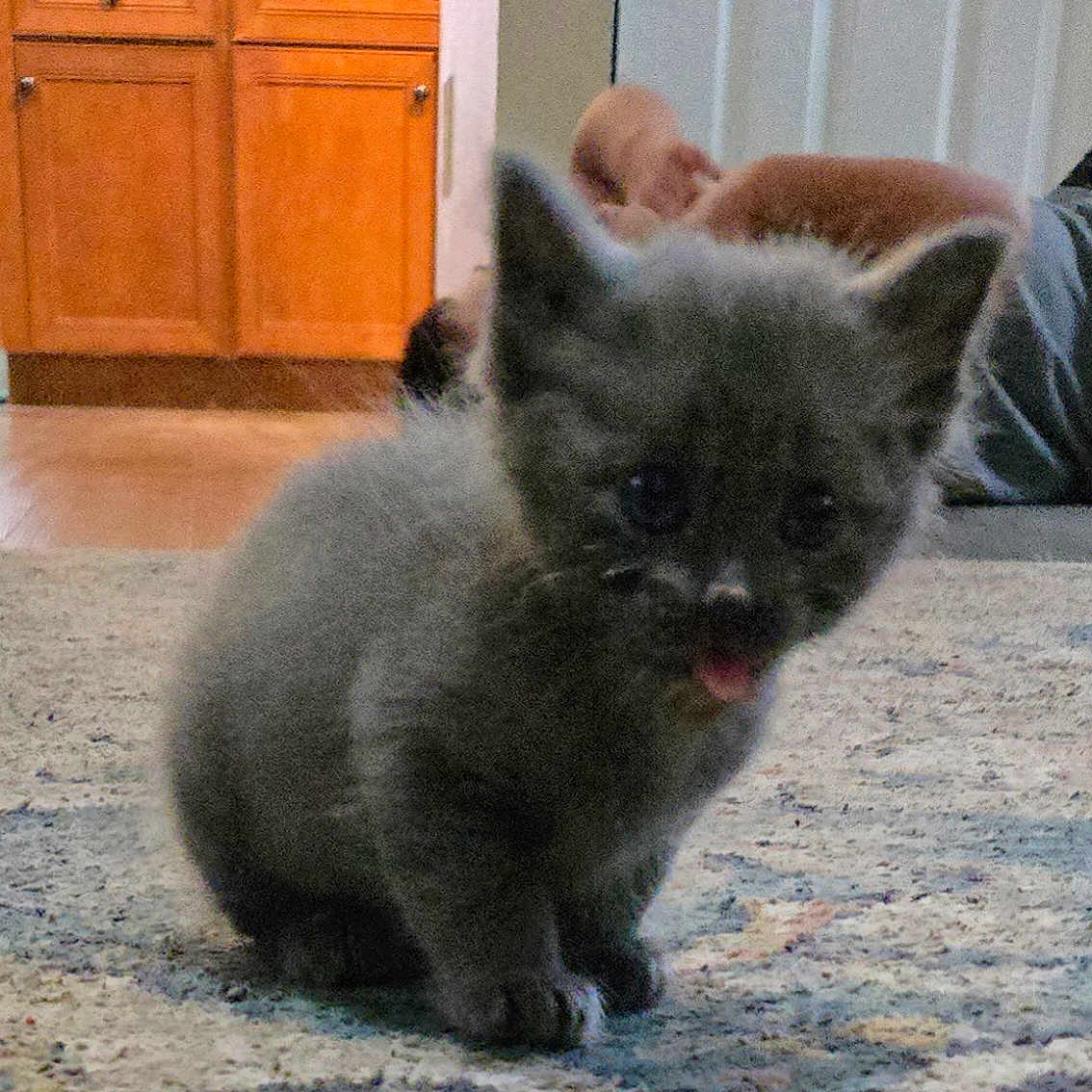 Thor joined the competition — help win amazing prizes! animal, cabinet, carpet, cat, closeup, cute, door, feline, floor, furry, fuzzy, gray, home, indoor, kitten, pet, sitting, small, tongue, young