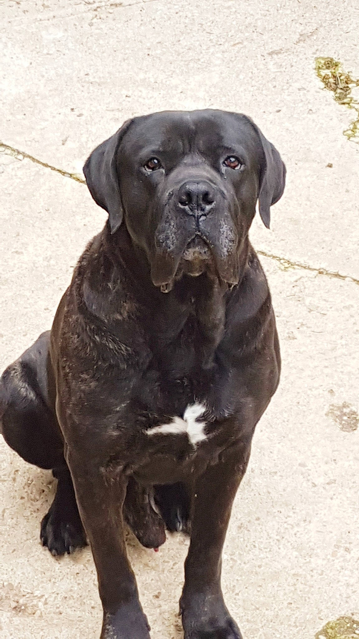 Barth participe au concours pour gagner de l'argent avec cette photo : ancient_dog_breeds, bandog, boerboel, cane_corso, canidae, carnivore, companion_dog, dog, dog_breed, fawn, giant_dog_breed, guard_dog, korean_mastiff, mammal, molosser, rare_breed_dog, snout, sporting_group, vertebrate, working_dog