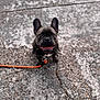 animal, companion, concrete, cute, dog, ears, face, french_bulldog, friendly, happy, leash, looking_up, outdoor, pet, puppy, small, smiling, tongue, walking, young