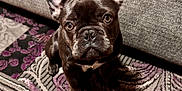 Shadow joined the competition — help win amazing prizes! french_bulldog, puppy, dog, pet, indoor, carpet, rug, couch, ears, brown, eyes, looking_up, animal, cute, portrait, young_dog, floor, sitting, domestic_animal, companion