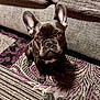 animal, brown, carpet, companion, couch, cute, dog, domestic_animal, ears, eyes, floor, french_bulldog, indoor, looking_up, pet, portrait, puppy, rug, sitting, young_dog