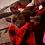 dog, blanket, red, couch, living_room, feet, carpet, relaxing, indoors, pet, cozy, furniture, brown_dog, resting, comfort, home, paw, fabric, soft, casual