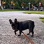 Shadow is registered to the contest to win money with this photo: dog, french_bulldog, puppy, black_dog, leash, sidewalk, outdoor, street, suburban, concrete, walking, pet, animal, ears, tongue, curious, young_dog, daylight, nature, background_blur