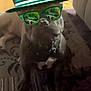Shadow is registered to the contest to win money with this photo: dog, pet, indoor, hat, sunglasses, green, masters, golf, reflection, carpet, animal, canine, accessory, portrait, sitting, cute, funny, fashion, decor, relaxed