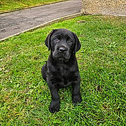 Athos a rejoint le concours — aidez-le/la à gagner de superbes lots ! black_dog, puppy, grass, outdoor, pet, canine, young_dog, road, concrete_wall, greenery, nature, animal, cute, sitting, fur, ears, face, eyes, snout, adorable