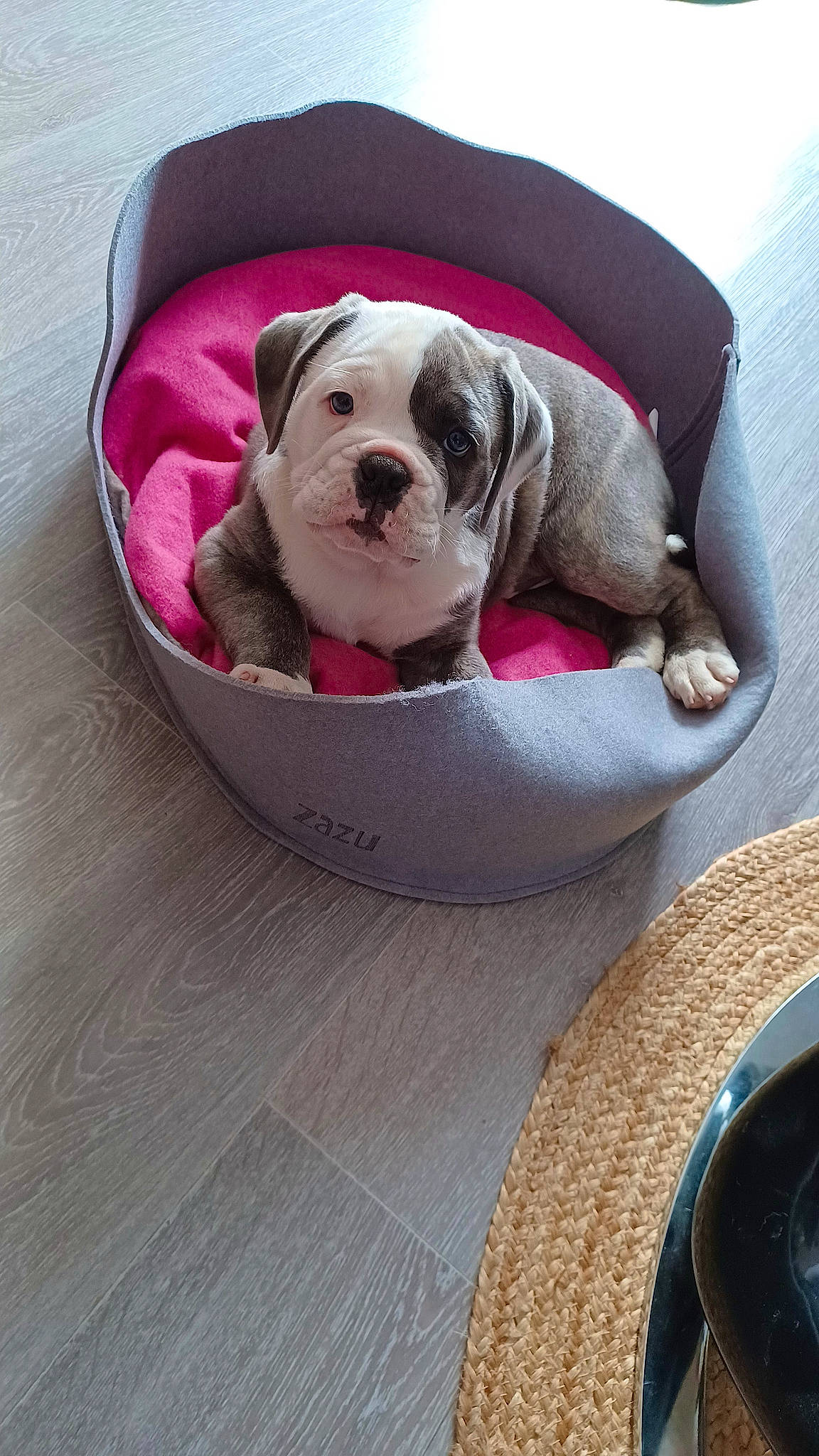 Ubert a rejoint le concours — aidez-le/la à gagner de superbes lots ! baby_products, bowl, canidae, carnivore, cat_supply, circle, comfort, companion_dog, dishware, dog, dog_bed, dog_breed, dog_supply, fawn, flooring, hardwood, mammal, pet_supply, sporting_group, working_animal