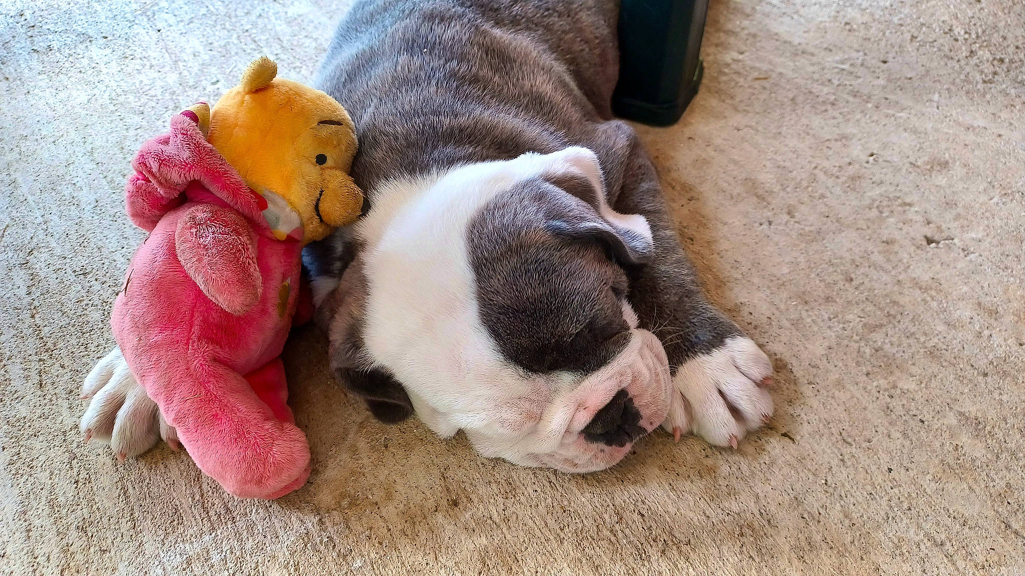 Ubert participe au concours pour gagner de l'argent avec cette photo : bulldog, carmine, carnivore, comfort, companion_dog, dog, dog_breed, fawn, foot, fur, human_leg, paw, plush, snout, stuffed_toy, tail, terrestrial_animal, toy, working_animal, wrinkle