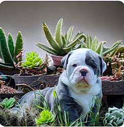 Ubert a rejoint le concours — aidez-le/la à gagner de superbes lots ! carnivore, companion_dog, dishware, dog, dog_breed, flowerpot, grass, green, houseplant, landscape, metal, natural_material, photograph, photography, plant, rectangle, square, terrestrial_animal, terrestrial_plant, toy_dog