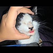 Tiger joined the competition — help win amazing prizes! animal, black_and_white, cat, close_up, cute, domestic_animal, expression, face, feline, fur, gentle, hand, indoor, pet, playful, resting, sleepy, soft_light, tongue_out, whiskers