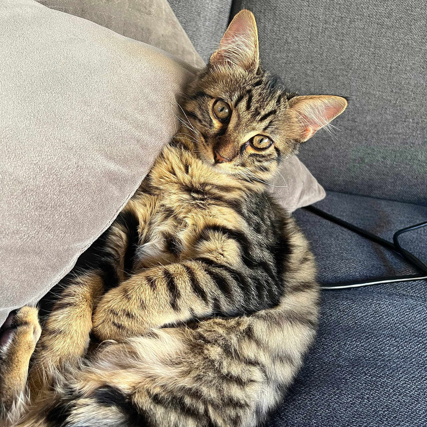 Minouchka a rejoint le concours — aidez-le/la à gagner de superbes lots ! abyssinian, animal, armchair, bed, blanket, cat, chair, couch, cushion, egyptiancat, furniture, homedecor, indoors, kitten, manx, ocelot, person, pet, pillow, sleeping