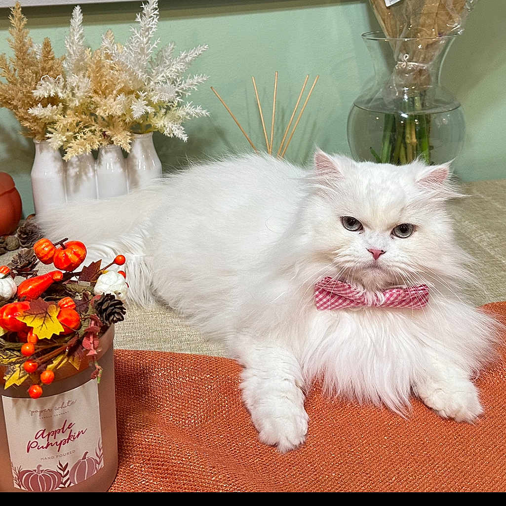 Hannah is registered to the contest to win money with this photo: accessories, angora, animal, art, bottle, cat, cosmetics, floraldesign, flower, flowerarrangement, flowerbouquet, formalwear, jar, perfume, pet, plant, pottedplant, pottery, tie, vase