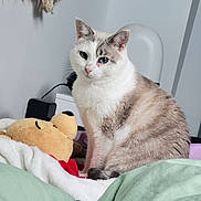 Camélia participe au concours pour gagner de l'argent avec cette photo : bed, blanket, blue_eyes, cat, comfortable, cozy, cute, domestic_animal, feline, furniture, gray_fur, indoor, pet, plush_toy, quiet, resting, room, sitting, soft, white_fur