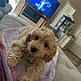 animal, blanket, couch, cozy, curly_hair, cute, dog, domestic, fur, furniture, home, indoor, laying_down, living_room, pet, puppy, relaxed, soft, television, young_dog