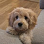 Daisy is registered to the contest to win money with this photo: animal, companion, couch, cozy, curly_fur, cute, dog, domestic, fluffy, furniture, home, indoor, living_room, looking_at_camera, pet, puppy, resting, soft_texture, wooden_floor, young_dog