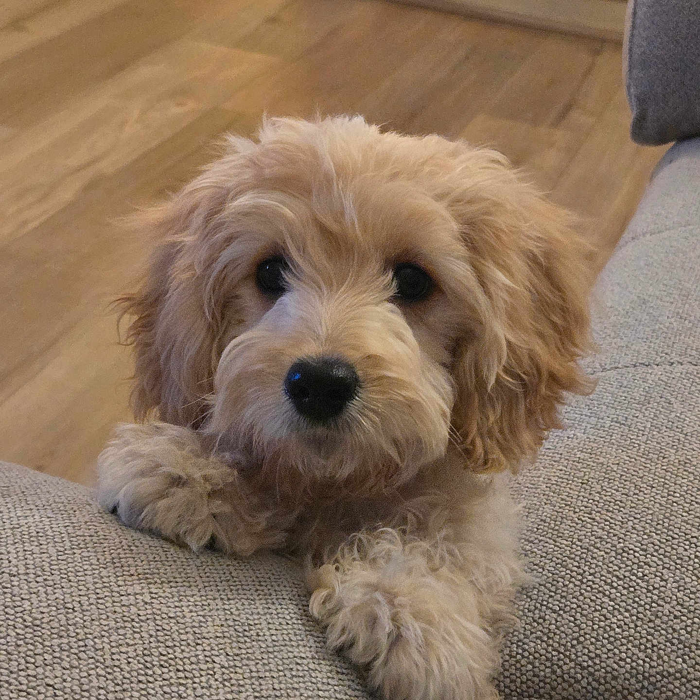 Daisy is registered to the contest to win money with this photo: animal, companion, couch, cozy, curly_fur, cute, dog, domestic, fluffy, furniture, home, indoor, living_room, looking_at_camera, pet, puppy, resting, soft_texture, wooden_floor, young_dog