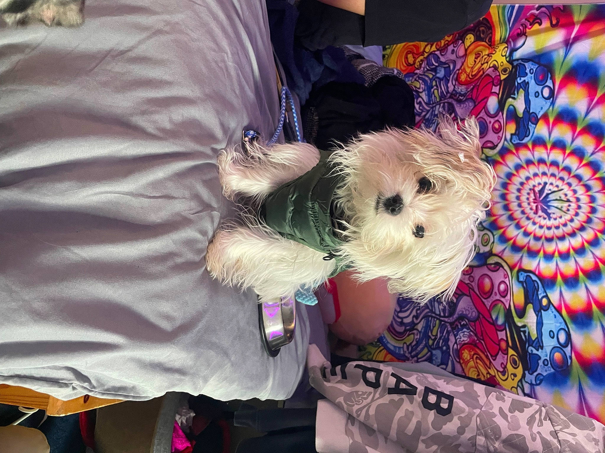 Bandit is registered to the contest to win money with this photo: canidae, carnivore, companion_dog, dog, dog_breed, dog_clothes, dog_supply, fawn, fur, pink, puppy, puppy_love, small_terrier, snout, sporting_group, stuffed_toy, terrier, textile, toy, toy_dog