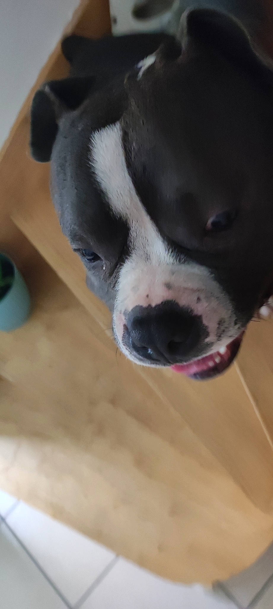 Paco participe au concours pour gagner de l'argent avec cette photo : borador, canidae, carnivore, collar, comfort, companion_dog, dog, dog_breed, dog_collar, fawn, fur, non_sporting_group, pet_supply, snout, sporting_group, terrestrial_animal, whiskers, working_animal, working_dog