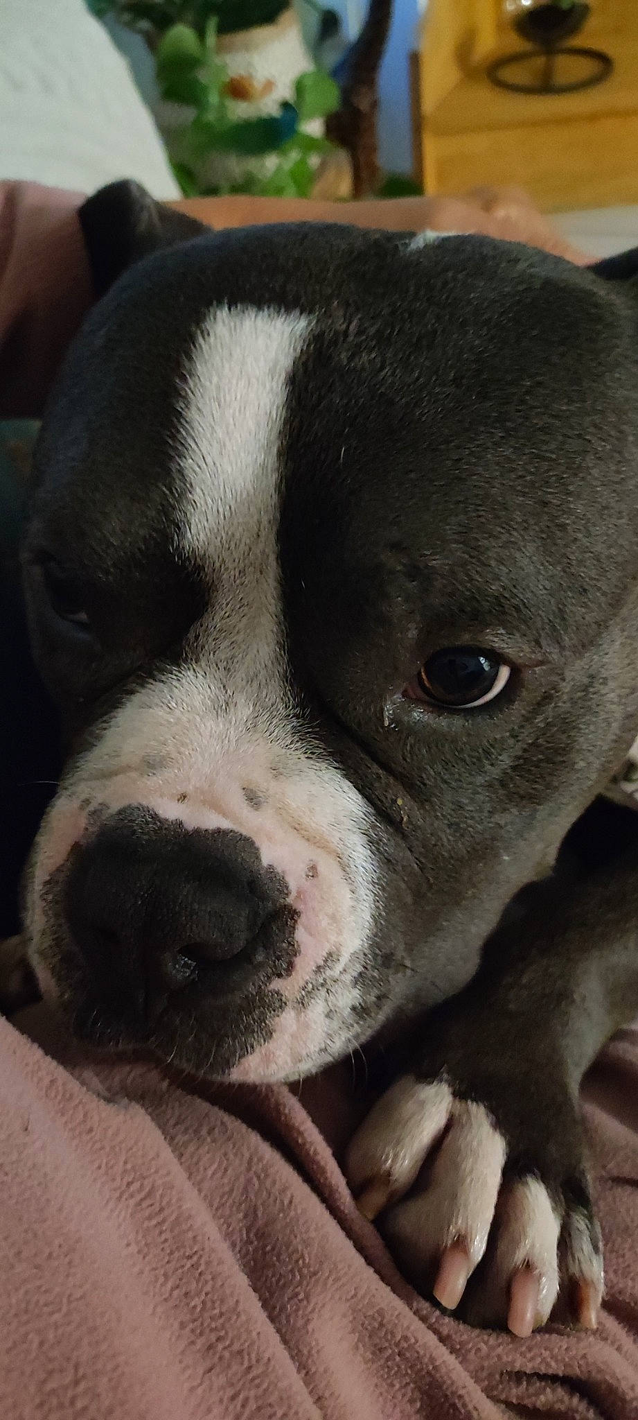 Paco a rejoint le concours — aidez-le/la à gagner de superbes lots ! bored, canidae, carnivore, comfort, companion_dog, dog, dog_breed, eye, fawn, fur, giant_dog_breed, molosser, no_expression, non_sporting_group, paw, snout, sporting_group, terrestrial_animal, whiskers, working_animal