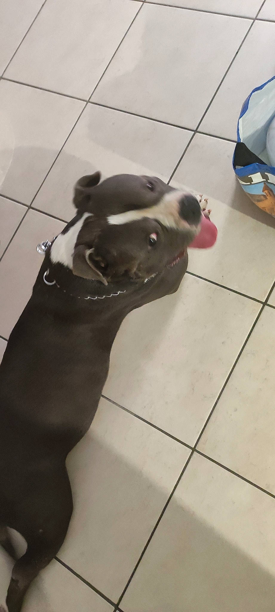 Paco participe au concours pour gagner de l'argent avec cette photo : carnivore, collar, companion_dog, dog, dog_breed, fawn, floor, flooring, grey, hardwood, pet_supply, snout, sporting_group, tail, terrestrial_animal, tile_flooring, toy, whiskers, wood, working_animal