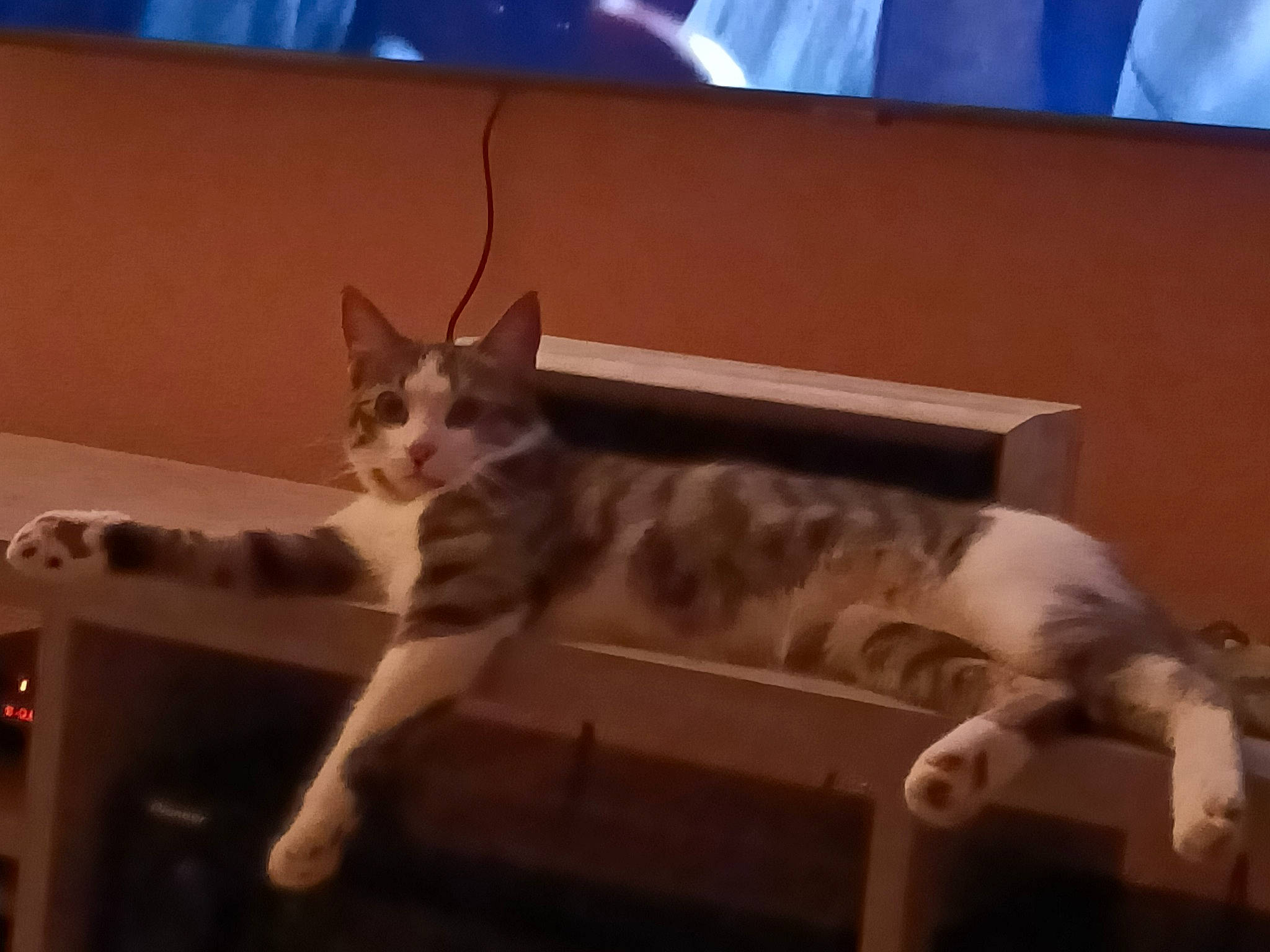 Kiro participe au concours pour gagner de l'argent avec cette photo : canidae, carnivore, cat, comfort, couch, darkness, domestic_short_haired_cat, felidae, fur, hardwood, nap, paw, room, sitting, sky, small_to_medium_sized_cats, snout, tail, whiskers, wood