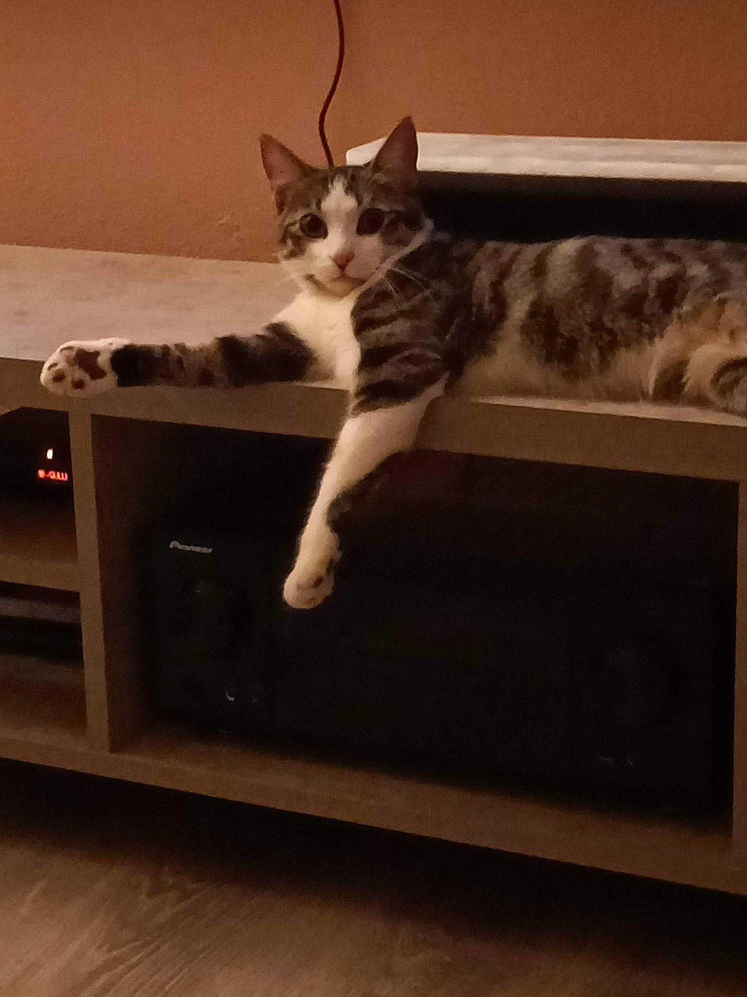 Kiro participe au concours pour gagner de l'argent avec cette photo : cabinetry, carnivore, cat, comfort, domestic_short_haired_cat, felidae, floor, flooring, fur, hardwood, metal, paw, rectangle, room, small_to_medium_sized_cats, tail, whiskers, wood