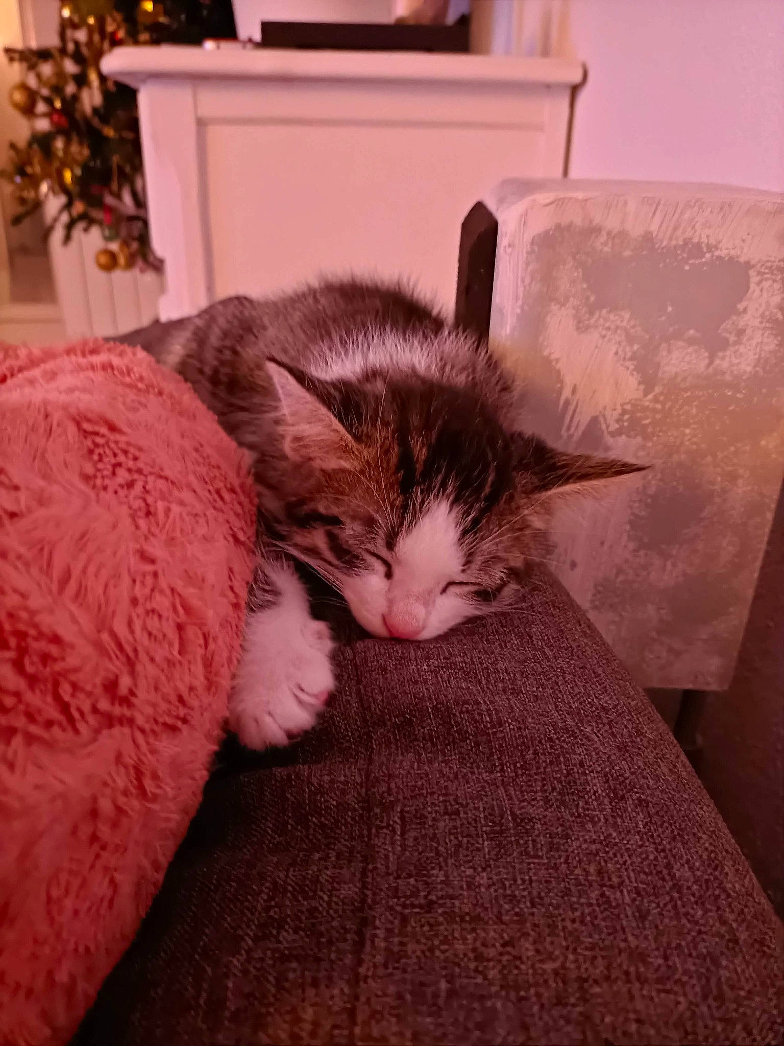 Kiro participe au concours pour gagner de l'argent avec cette photo : carnivore, cat, comfort, domestic_short_haired_cat, event, fawn, felidae, flooring, fur, hardwood, human_leg, linens, paw, picture_frame, plant, room, small_to_medium_sized_cats, tail, whiskers, wood