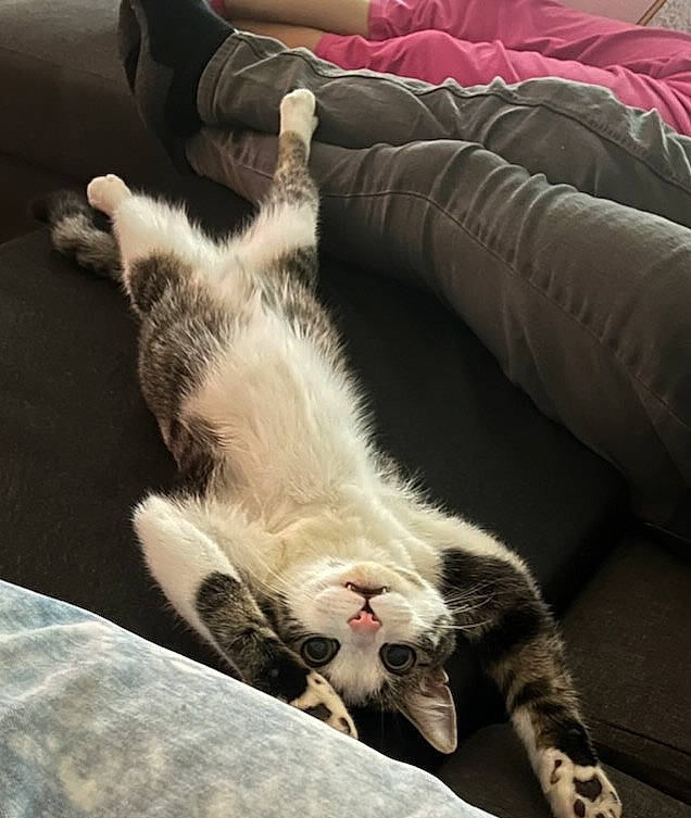 Kiro participe au concours pour gagner de l'argent avec cette photo : carnivore, cat, claw, cloud, comfort, companion_dog, couch, domestic_short_haired_cat, felidae, foot, fur, human_leg, lap, linens, paw, sky, small_to_medium_sized_cats, snout, tail, whiskers