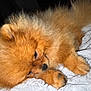 Kenzo is registered to the contest to win money with this photo: dog, pomeranian, puppy, fluffy, fur, close_up, sleeping, blanket, paw, nose, indoor, pet, cozy, cute, resting, portrait, whiskers, bedding, sleepy, small_dog