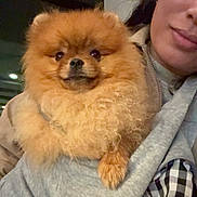 Kenzo joined the competition — help win amazing prizes! dog, pomeranian, pet, fluffy, portrait, person, hoodie, cute, indoor, close_up, fur, small_dog, hand, cozy, brown, smile, face, owner, warm, fashion