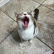 Mochi is registered to the contest to win money with this photo: animal, calico, cat, ears, floor, fur, gray_fur, indoors, kitten, open_mouth, pet, portrait, sitting, tail, teeth, tile_floor, tongue, whiskers, white_fur, yawning