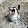 animal, calico, cat, ears, floor, fur, gray_fur, indoors, kitten, open_mouth, pet, portrait, sitting, tail, teeth, tile_floor, tongue, whiskers, white_fur, yawning
