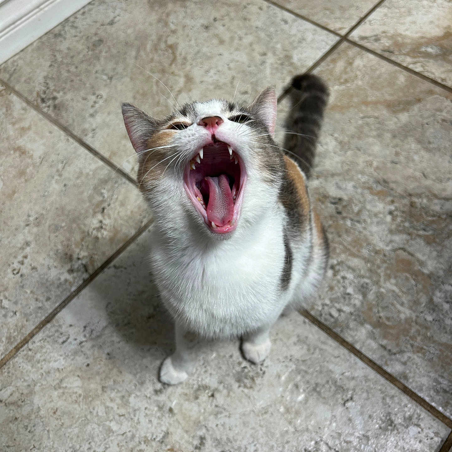 Mochi