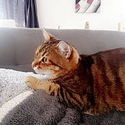 Loona a rejoint le concours — aidez-le/la à gagner de superbes lots ! bed, carnivoran, cat, cat_like_mammal, domestic_short_haired_cat, floor, flooring, fur, furniture, kitten, mammal, small_to_medium_sized_cats, tabby_cat, whiskers