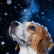 Romy participe au concours pour gagner de l'argent avec cette photo : dog, beagle, snow, snowflakes, winter, cold, breath, animal, pet, fur, portrait, outdoor, nature, closeup, brown, white, ears, nose, whiskers, looking_up
