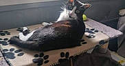 Twister participe au concours pour gagner de l'argent avec cette photo : cat, tuxedo_cat, pet, indoor, window, blanket, paw_print, cat_tree, feline, animal, curious, resting, sunlight, fur, ears, whiskers, looking_back, cozy, home, toy_ball