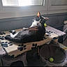 cat, tuxedo_cat, pet, indoor, window, blanket, paw_print, cat_tree, feline, animal, curious, resting, sunlight, fur, ears, whiskers, looking_back, cozy, home, toy_ball