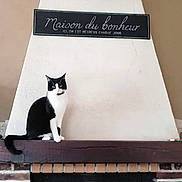 Twister participe au concours pour gagner de l'argent avec cette photo : cat, black_and_white_cat, fireplace, brick, mantel, indoor, sign, wall, decor, pet, feline, resting, cozy, home, chimney, sitting, animal, cute, domestic, house