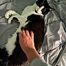 Twister participe au concours pour gagner de l'argent avec cette photo : cat, black_and_white, petting, bed, blanket, human_hand, indoor, relaxation, fur, sleepy, cozy, animal, domestic_cat, resting, comfort, soft, cute, feline, touch, companion