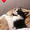 Twister participe au concours pour gagner de l'argent avec cette photo : cat, black_and_white, sleeping, blanket, cozy, furniture, couch, indoor, pet, fur, resting, cute, comfort, relaxation, animal, whiskers, ears, pink_nose, heart_emoji, soft