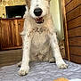 Happy a rejoint le concours — aidez-le/la à gagner de superbes lots ! animal, brown, closeup, cozy, dog, floor, front_view, fur, happy, home, indoor, pet, playful, quilted_mat, scruffy, smiling, toy, tv, white, wooden_furniture