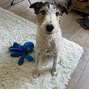 Happy participe au concours pour gagner de l'argent avec cette photo : animal, basket, blue_octopus, cozy, curtains, cute, dog, floor, fur, furniture, home_interior, indoor, natural_light, pet, plush_toy, scruffy_dog, sitting, toy, white_rug, wooden_floor