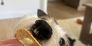 Happy a rejoint le concours — aidez-le/la à gagner de superbes lots ! animal, blurred_background, carpet, chewing, close_up, curious, dog, ears, floor, fur, hand, indoor, licking, mouth, nose, pet, tongue, treat, whiskers, wooden_stick