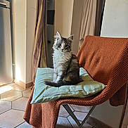 Perle participe au concours pour gagner de l'argent avec cette photo : cat, indoor, chair, cushion, blanket, gray_cat, white_cat, pet, furniture, floor, tile_floor, curtains, window_light, domestic_animal, sitting, fur, cozy, home, resting, cute