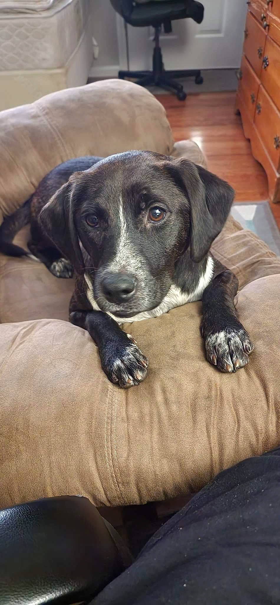 Marnie joined the competition — help win amazing prizes! borador, cabinetry, canidae, carnivore, chest_of_drawers, comfort, companion_dog, dog, dog_breed, drawer, gun_dog, hardwood, non_sporting_group, sporting_group, terrestrial_animal, varnish, whiskers, wood, wood_stain, working_animal