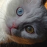 cat, white_cat, gray_cat, fluffy, fur, heterochromia, blue_eye, brown_eye, close_up, portrait, upside_down, whiskers, pink_nose, animal, pet, sunlight, sunbeam, wooden_surface, indoors, cute