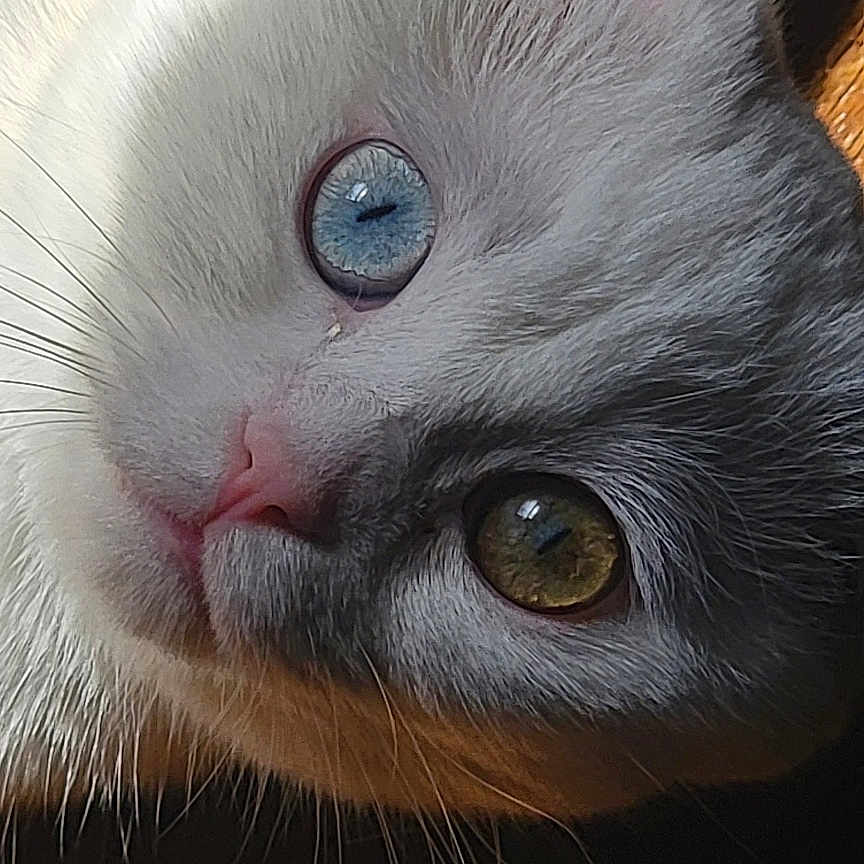 Angel is registered to the contest to win money with this photo: cat, white_cat, gray_cat, fluffy, fur, heterochromia, blue_eye, brown_eye, close_up, portrait, upside_down, whiskers, pink_nose, animal, pet, sunlight, sunbeam, wooden_surface, indoors, cute