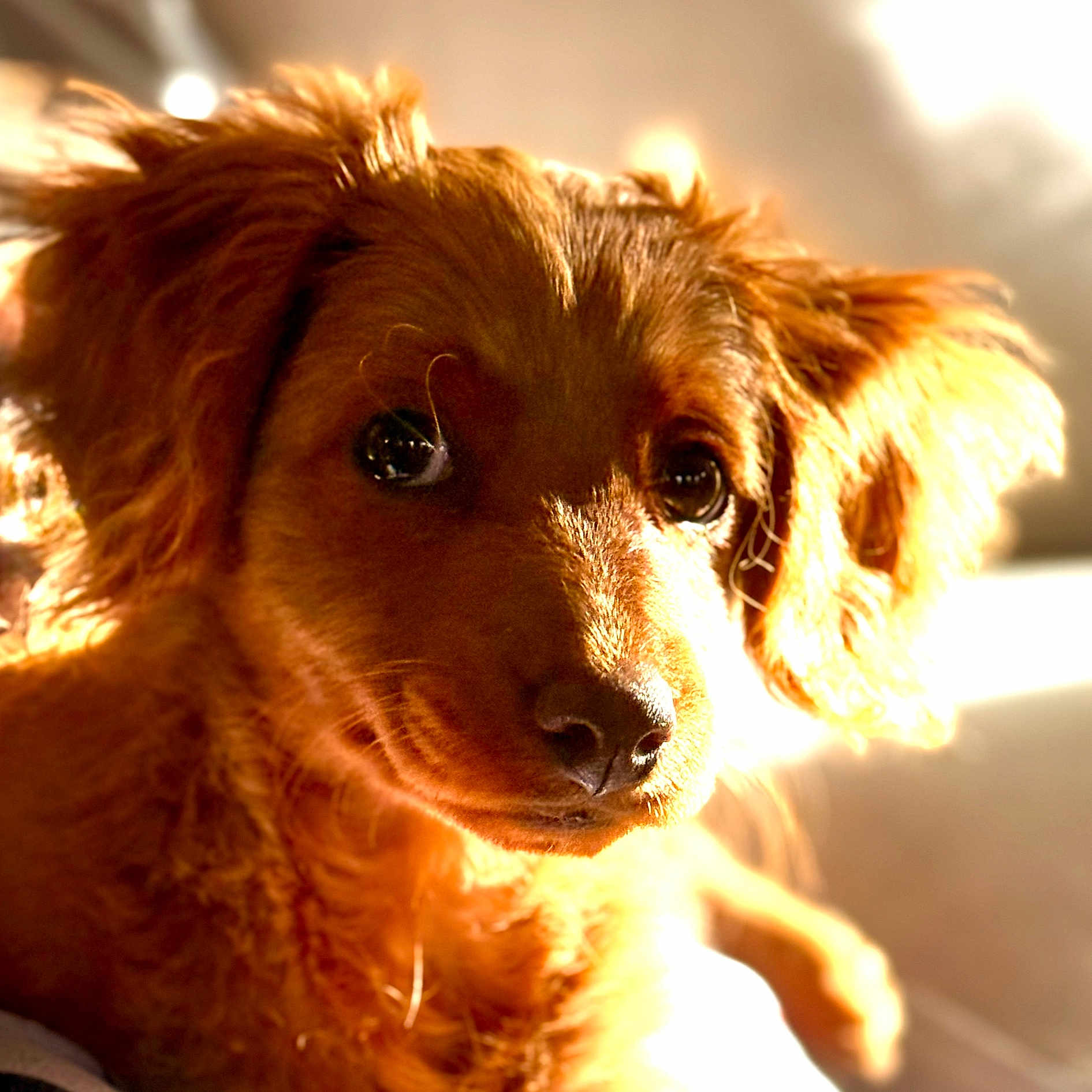 Rosie is registered to the contest to win money with this photo: airedale, animal, canine, cockerspaniel, dog, goldenretriever, hound, papillon, pet, poodle, puppy, terrier