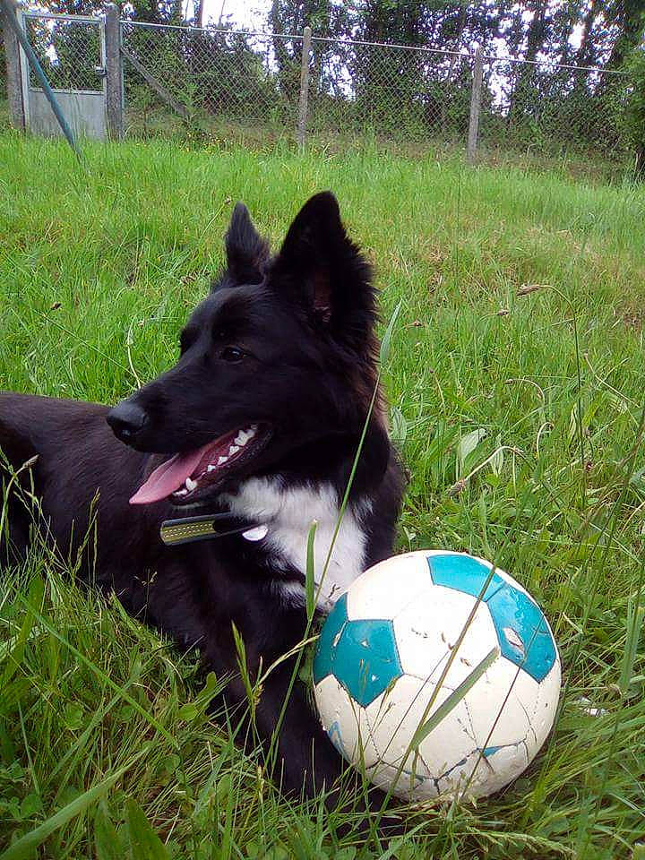 Laika a rejoint le concours — aidez-le/la à gagner de superbes lots ! ball, black_norwegian_elkhound, canidae, carnivore, dog, dog_breed, grass, laika, mammal, schipperke, sports_equipment, vertebrate